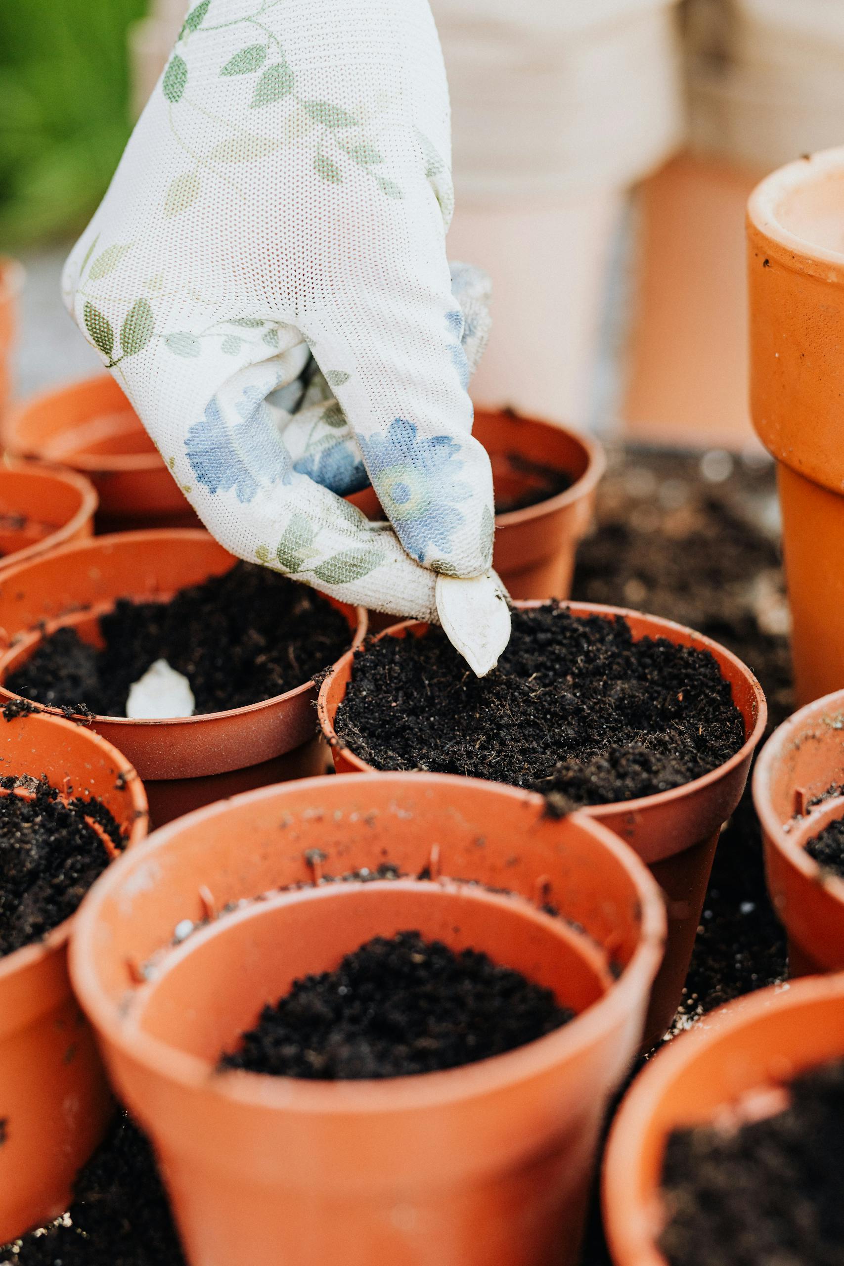 Close-up of a gloved hand planting seeds in pots, emphasizing gardening and soil.