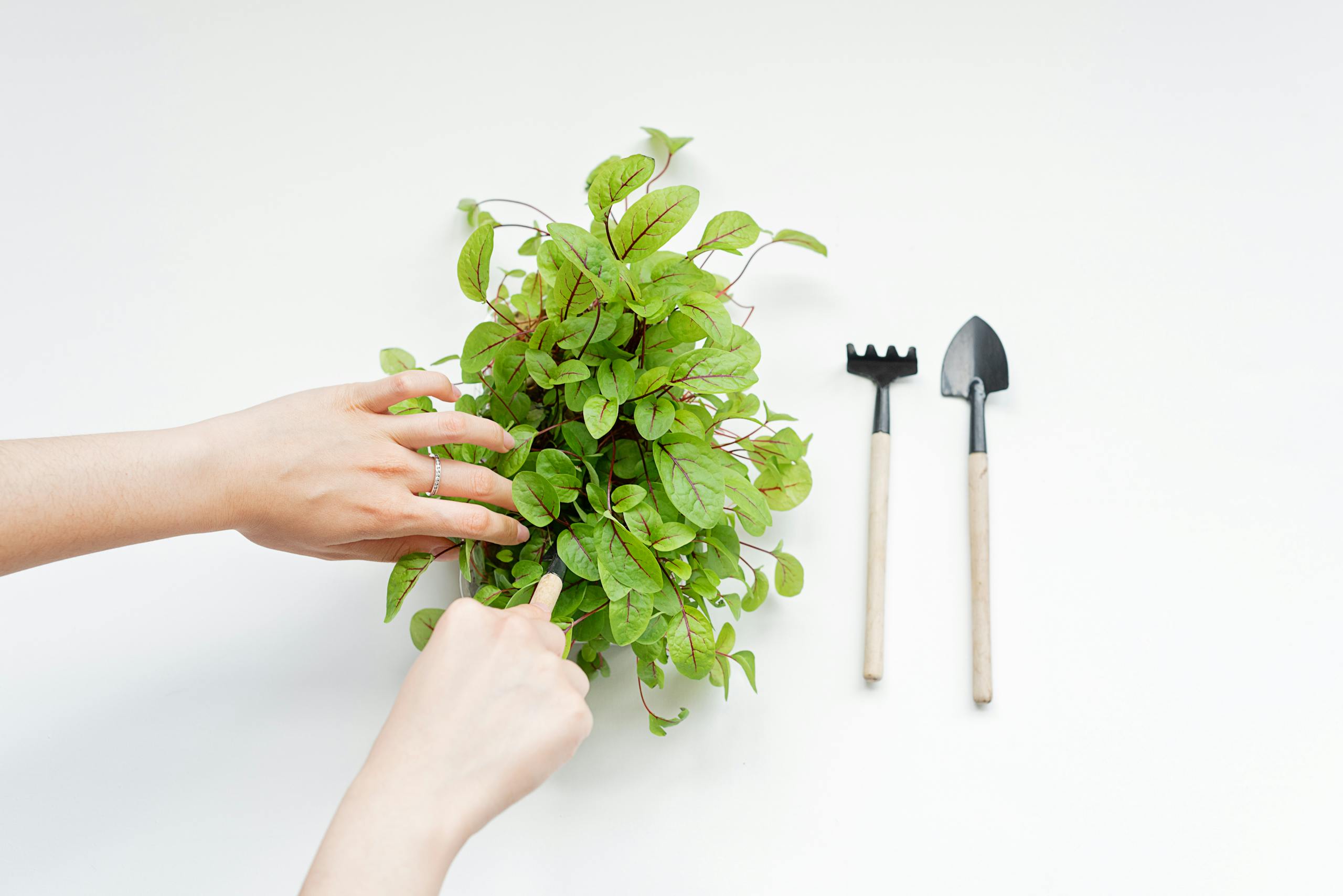 Hands planting green sorrel leaves with gardening tools on a white background.